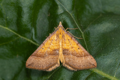 Anachloris subochraria