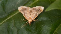 Scenedra decoratalis