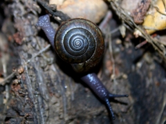 Helminthoglypta traskii