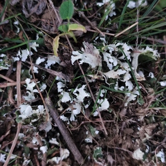 Cladonia foliacea