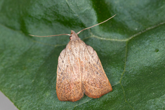 Tortricopsis pyroptis