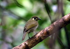 Meliphaga notata