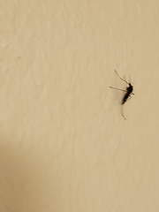 Culiseta incidens