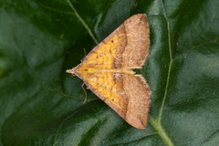 Anachloris subochraria