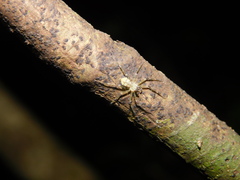 Pandercetes