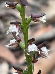 Prasophyllum brevilabre
