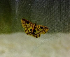 Pseudopolynesia amplificata