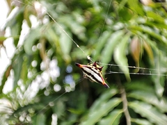 Gasteracantha geminata