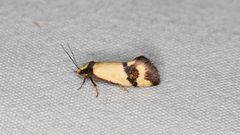 Olbonoma triptycha