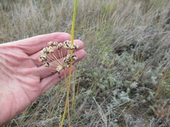 Allium ramosum