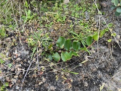 Muehlenbeckia adpressa