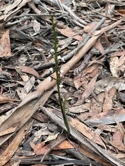 Prasophyllum brevilabre