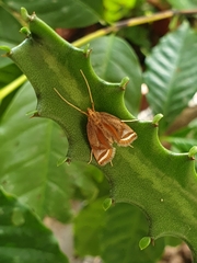 Eoophyla