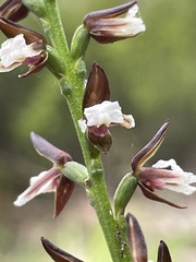 Prasophyllum brevilabre