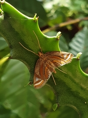 Eoophyla