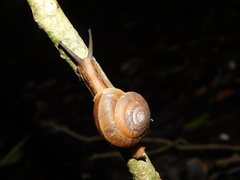 Elaphroconcha javacensis