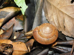 Elaphroconcha javacensis