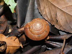 Elaphroconcha javacensis
