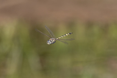 Hemicordulia intermedia