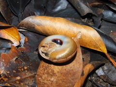 Elaphroconcha javacensis
