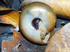 Elaphroconcha javacensis