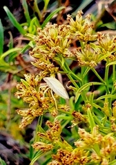 Prairiana