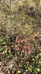Artemisia integrifolia