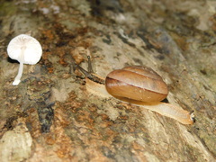 Elaphroconcha javacensis