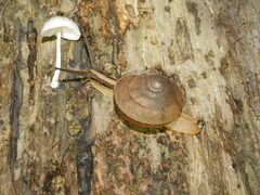 Elaphroconcha javacensis