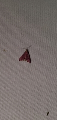 Pyrausta inornatalis