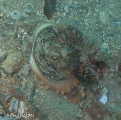 Macroctopus maorum