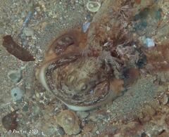 Macroctopus maorum