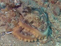 Macroctopus maorum