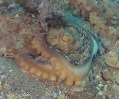 Macroctopus maorum
