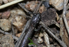 Batrachoseps nigriventris