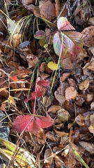 Potentilla fragarioides