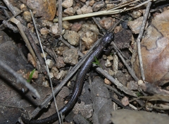 Batrachoseps nigriventris