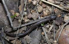 Batrachoseps nigriventris
