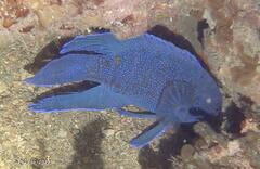 Cochleoceps bicolor