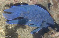 Cochleoceps bicolor