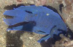 Cochleoceps bicolor