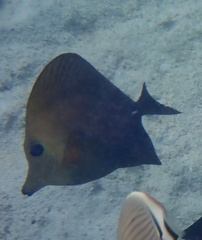 Zebrasoma scopas