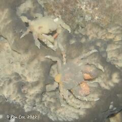 Schizophrys rufescens