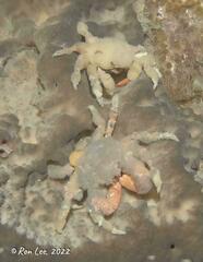 Schizophrys rufescens