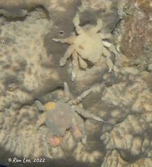 Schizophrys rufescens