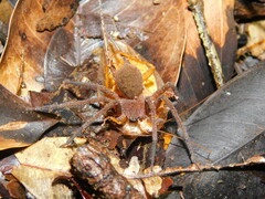 Heteropoda homstu