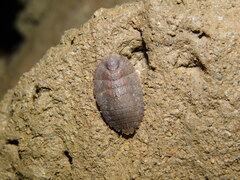 Epilamprinae