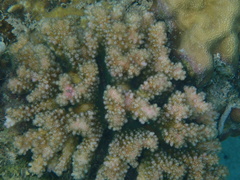 Pocillopora