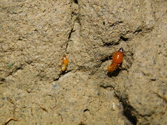 Macrotermes gilvus