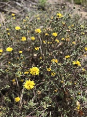 Lessingia germanorum